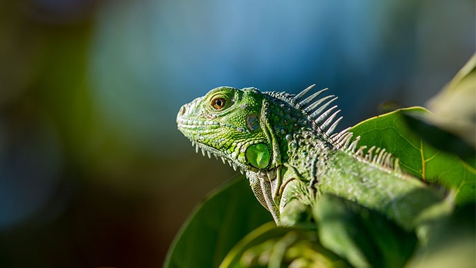 Contemplative Reptile album cover